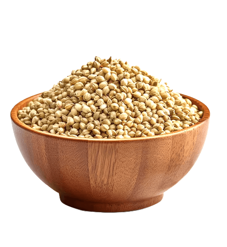 Coriander — Dhaniya